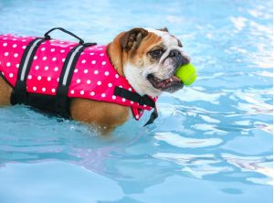 english bulldog breed can a bulldog swim