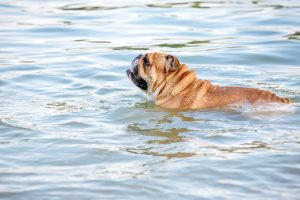 english bulldog breed can a bulldog swim