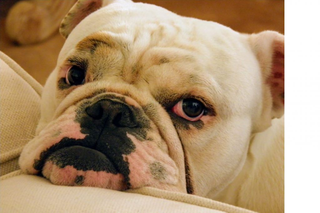english bulldog breed cherry eye causes symptoms and treatment options