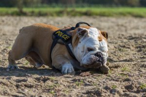 english bulldog breed collar vs harness whats best for your english bulldog
