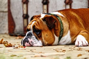 english bulldog breed collar vs harness whats best for your english bulldog