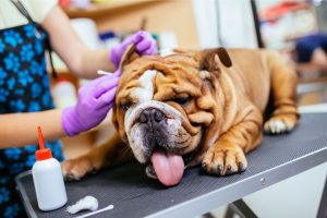 english bulldog breed ear infection causes signs and management