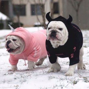 english bulldog breed english bulldog hoodies top five