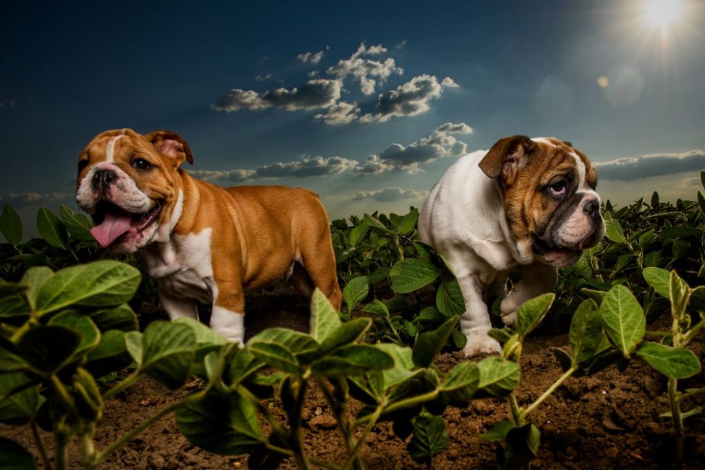 english bulldog breed english bulldog lifespan