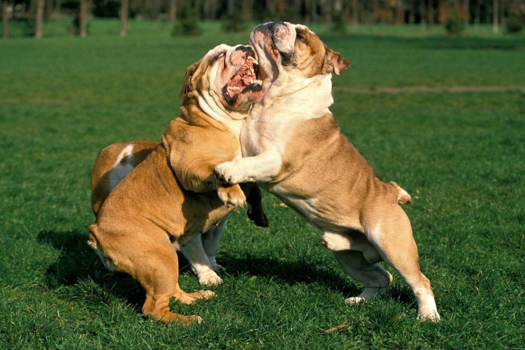 english bulldog breed expert perspectives on english bulldog aggression