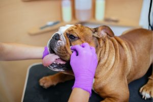 english bulldog breed how to take care of the wrinkles on your english bulldog