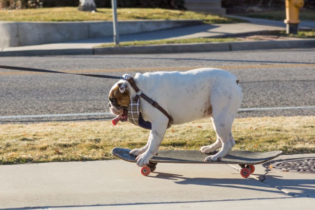 english bulldog breed how to train an english bulldog to ride a skateboard