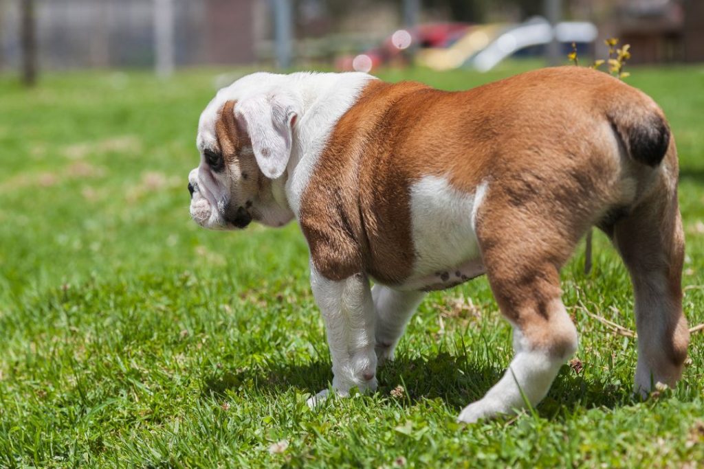 english bulldog breed tail pocket a special feature with health concerns