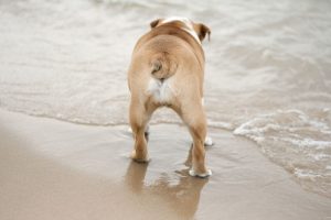 english bulldog breed tail pocket a special feature with health concerns
