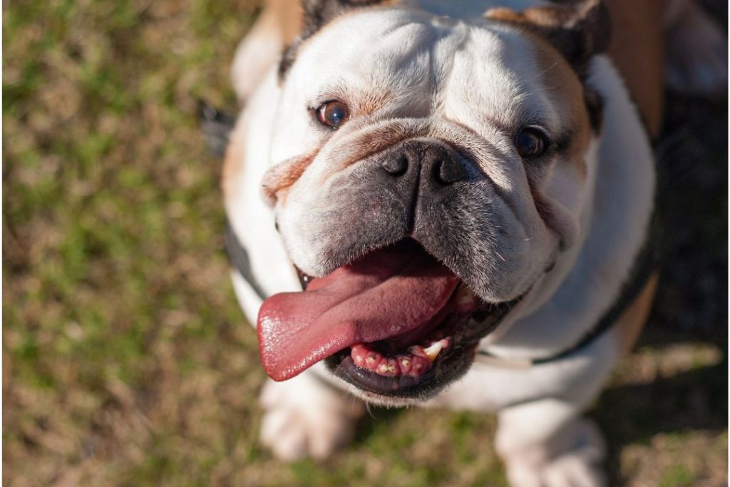 english bulldog breed what to do If your dog jumps on people
