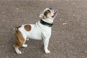 english bulldog breed what to do If your dog jumps on people