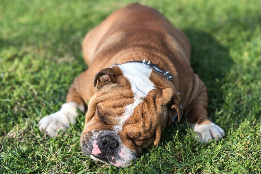 english bulldog breed why do english bulldogs sleep so much