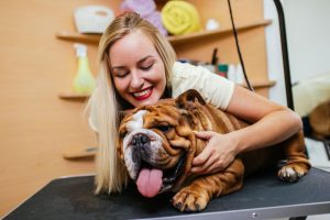 english bulldog breed yeast infection treatment tips to help your furry friend