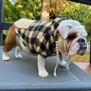 hoodie for a bulldog