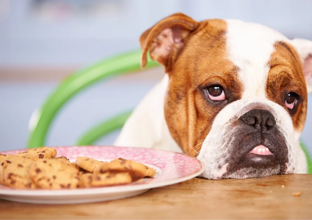 english bulldog breed English Bulldog diet plan - what should they eat and how much
