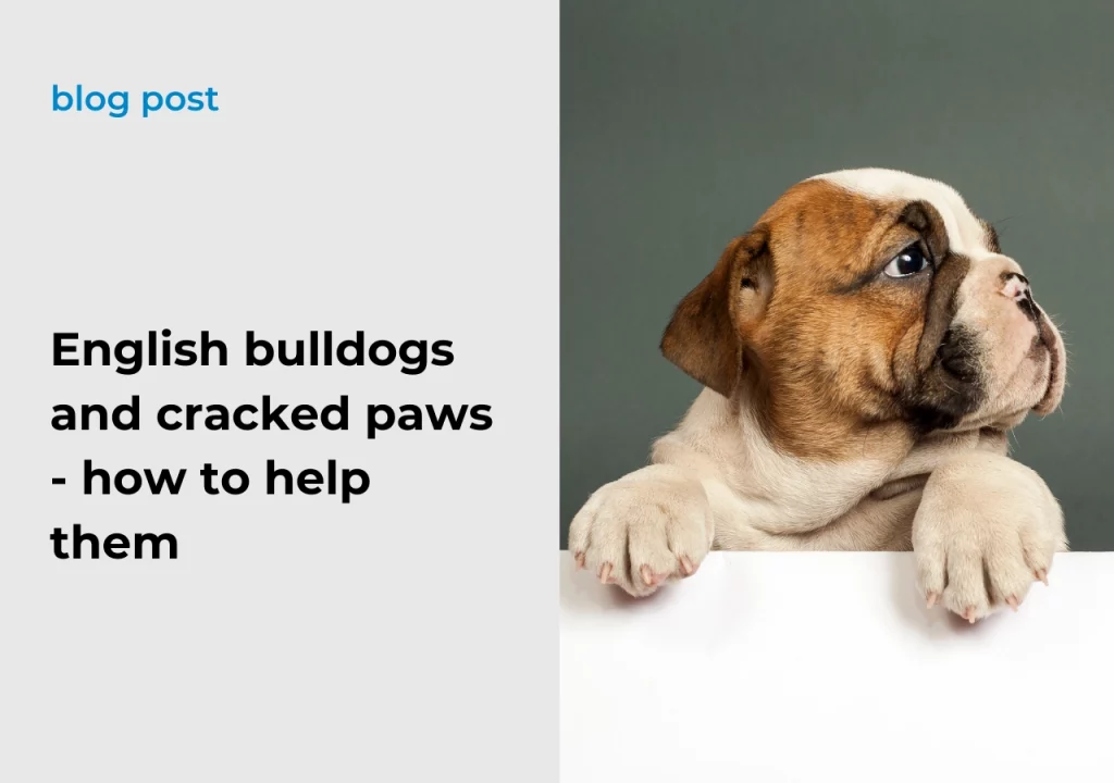 English bulldog breed English bulldogs and cracked paws - how to help them