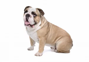 English bulldog breed English bulldogs and cracked paws - how to help them