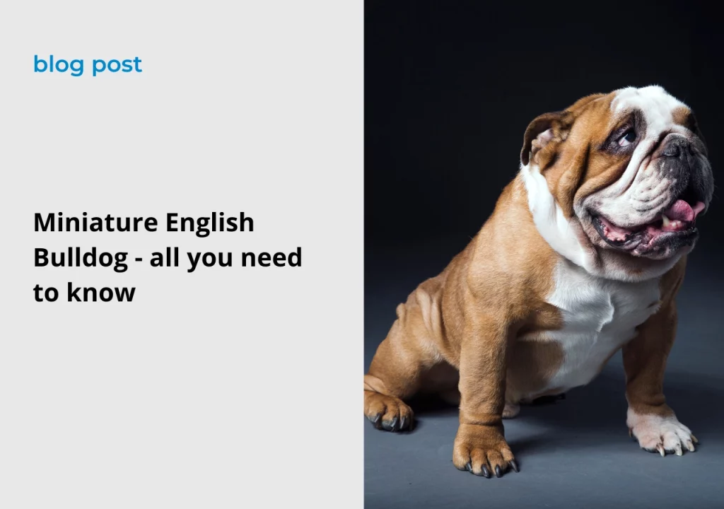 English bulldog breed Miniature English Bulldog - all you need to know