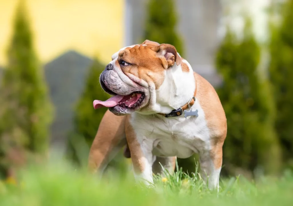 english bulldog breed temperament and personality traits