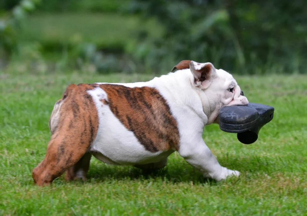 english bulldog breed temperament and personality traits