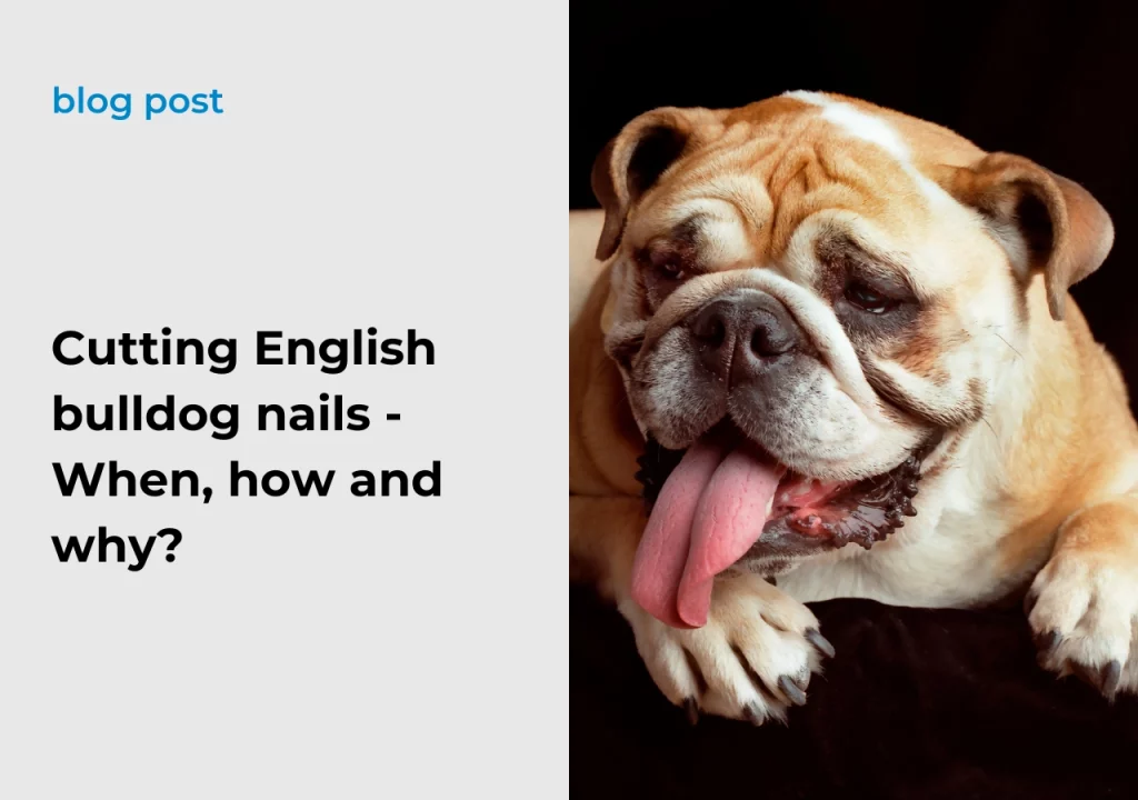 English Bulldog Breed Cutting English bulldog nails - When, how and why?
