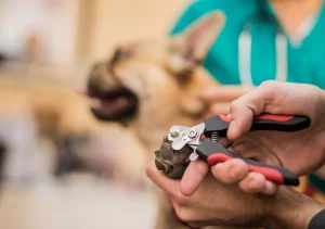 English Bulldog Breed Cutting English bulldog nails - When, how and why?