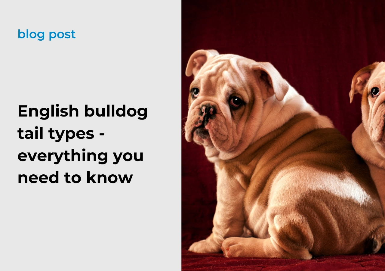 English bulldog tail types - everything you need to know