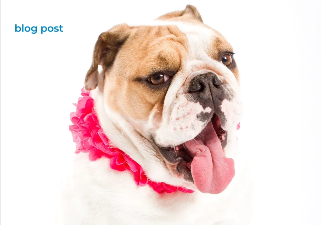 English bulldog breed English bulldogs and kids - are they a good match, and should you worry?