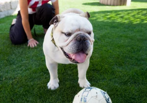 English bulldog breed English bulldogs and kids - are they a good match, and should you worry?