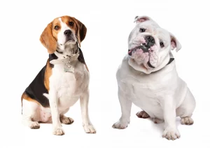 English bulldog breed Everything You Should Know about Beabull