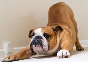 English bulldog breed Why do Bulldogs fart so much and what can you do?