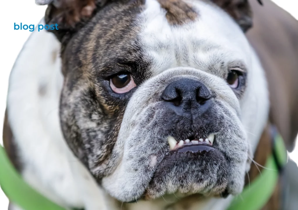 english bulldog breed Brindle English bulldog - complete guide for this fabulous breed!