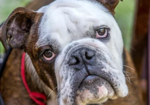 english bulldog breed Brindle English bulldog - complete guide for this fabulous breed!