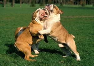 English Bulldog Breed English bulldog behavior issues - 3 signs your bully has a problem!