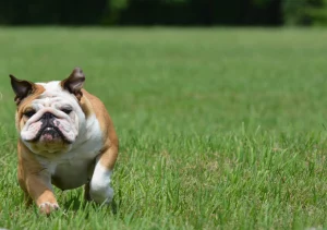 English bulldog breed Hip Dysplasia in English Bulldog - Why Does it happen and what can you do