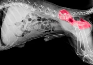 English bulldog breed Hip Dysplasia in English Bulldog - Why Does it happen and what can you do