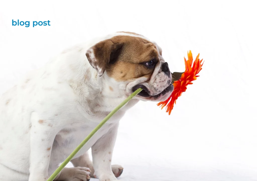 English bulldog breed Allergies in English Bulldogs - why do they happen, and what can you do?