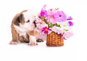 English bulldog breed Allergies in English Bulldogs - why do they happen, and what can you do?