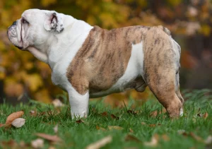 Englsih bulldog breed Top 11 English Bulldog Rare Colors