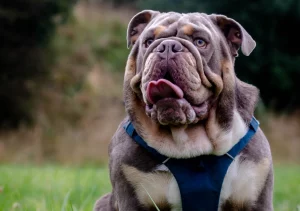 Englsih bulldog breed Top 11 English Bulldog Rare Colors