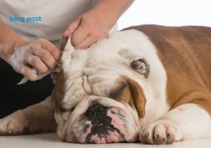 English bulldog breed How to clean Bulldog ears?