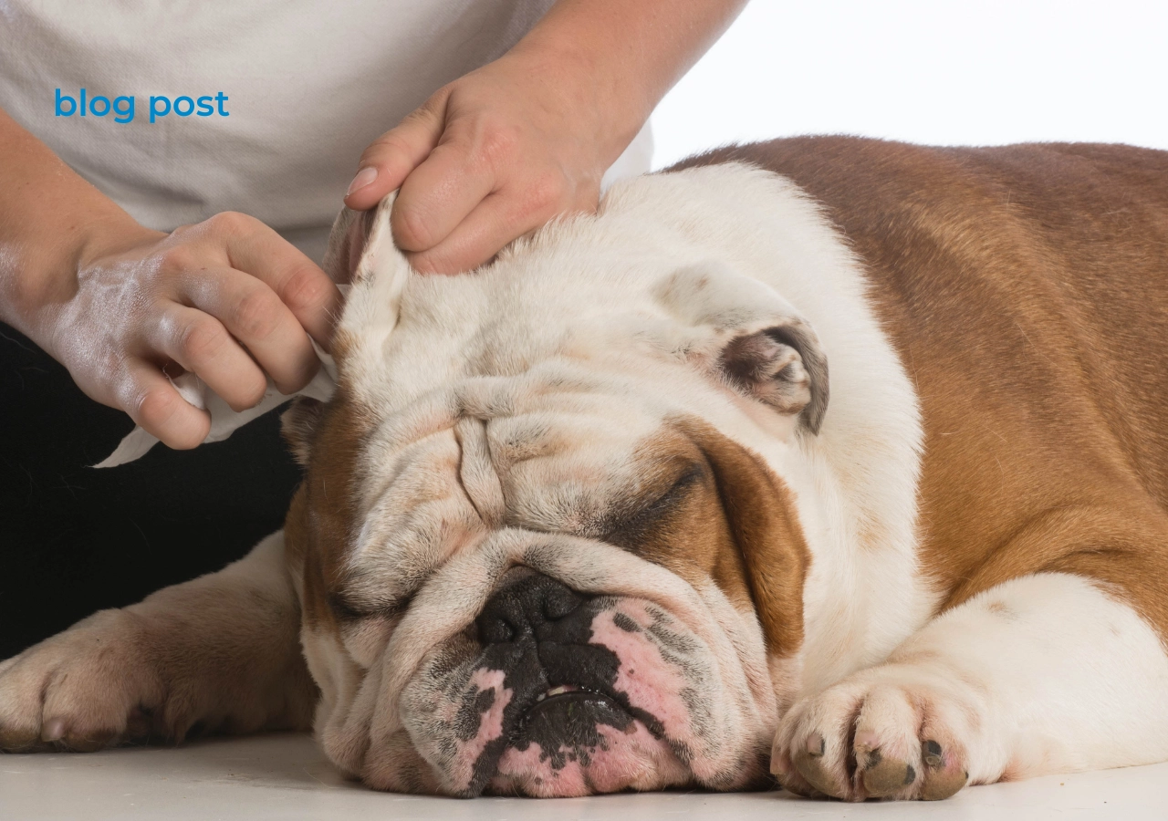 Snapshot of Opera Bulldog Ear Cleaning Methods