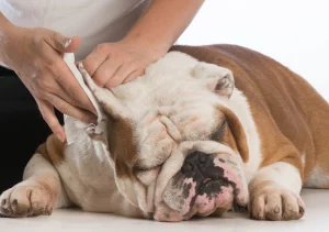 English bulldog breed How to clean Bulldog ears?