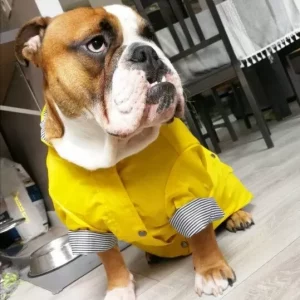 coats for english bulldogs