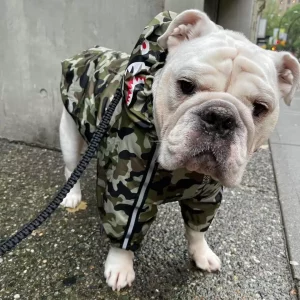 raincoat for english bulldogs