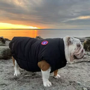 vest for bulldogs