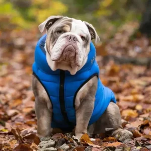 reversible coat for english bulldog