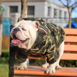 coats for english bulldogs