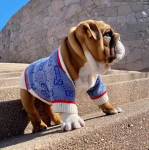 sweaters for bulldogs