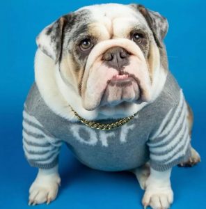 dog sweater for bulldogs